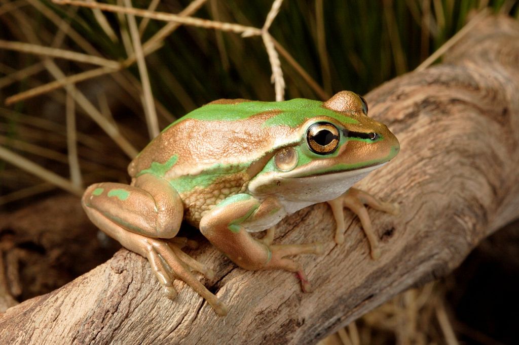 Green & Golden Bell Frog (Litoria aurea)