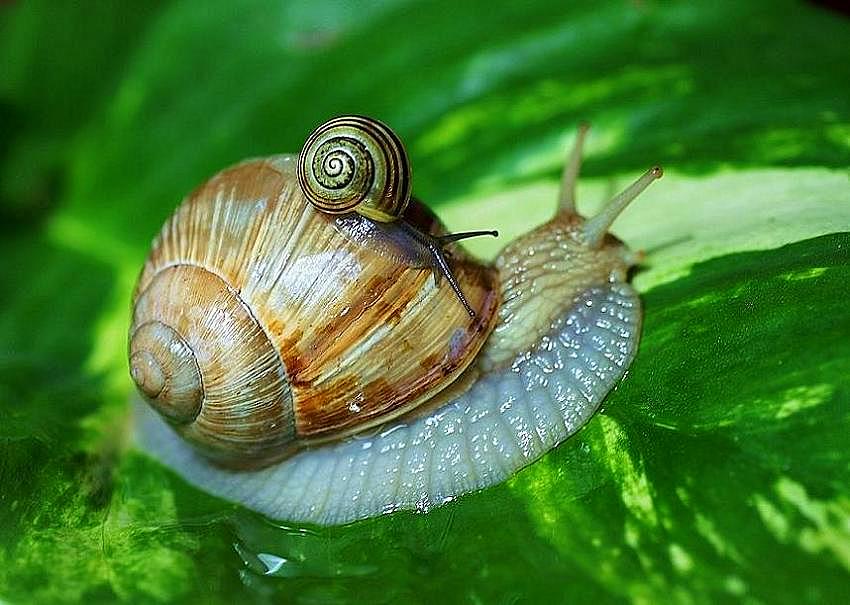 Snail (Ga