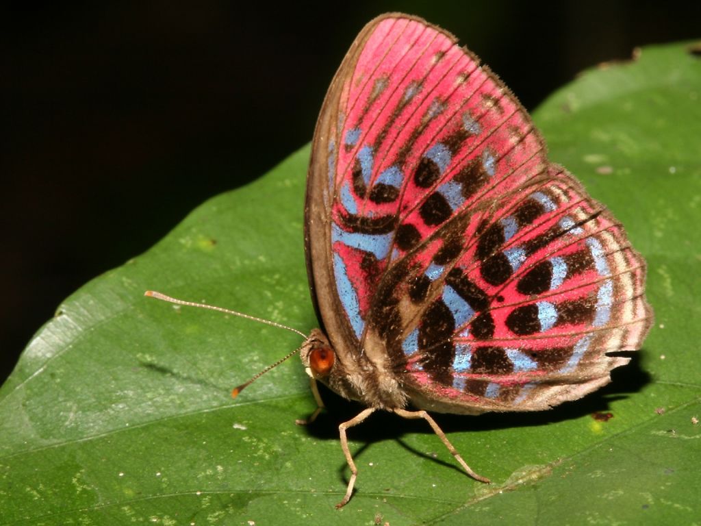 Malay Red Harlequin Butterfly