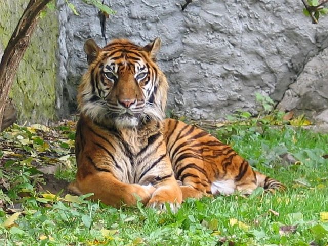 Bali Tiger (Panthera tigris balica)