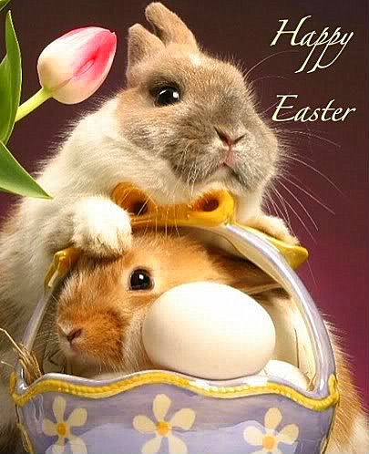 Happy Easter Bunnies