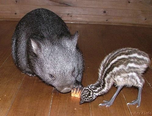 Wombat & 