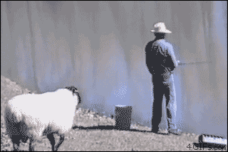 Bad Sheep