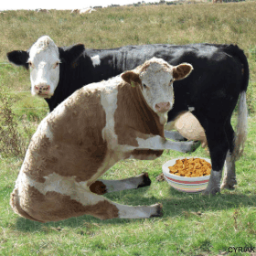 Cow