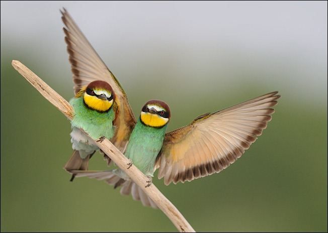 European Bee-eaters (Merops apiaste)