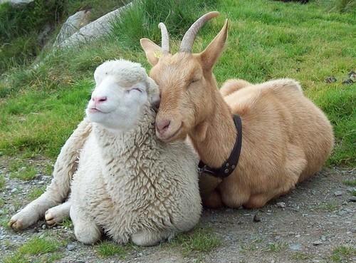 Sheep & G