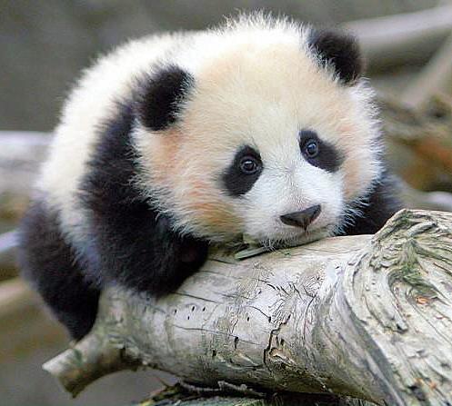 Panda Bear Cub