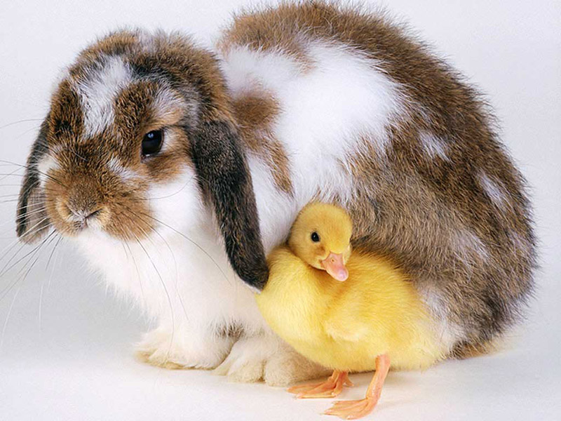 Rabbit & 