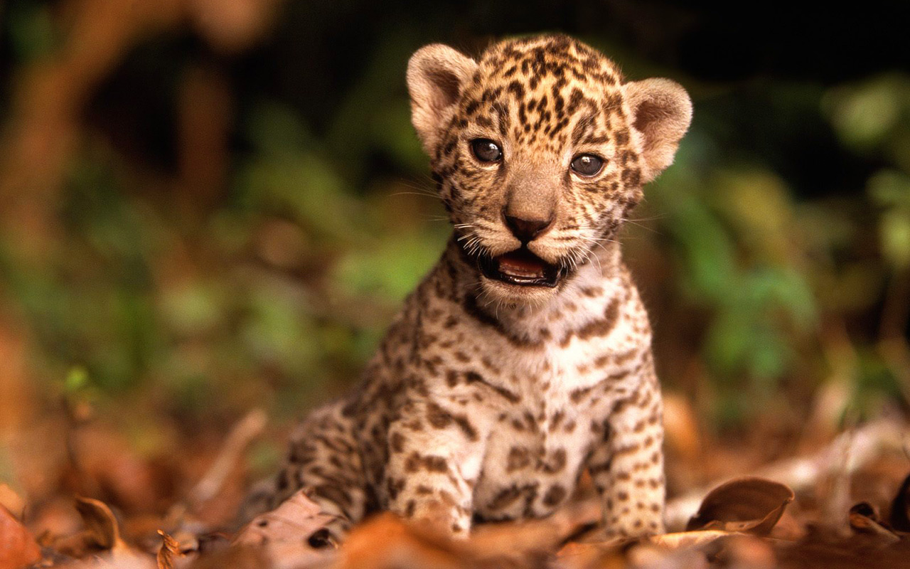 Leopard (