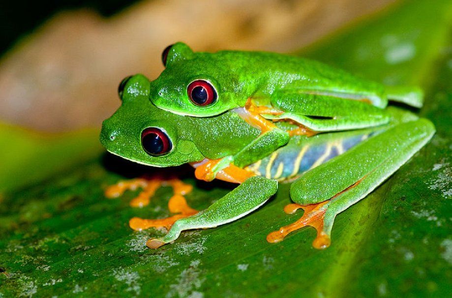 Red Eyed Tree Frog (Agalychnis Callidryas)
