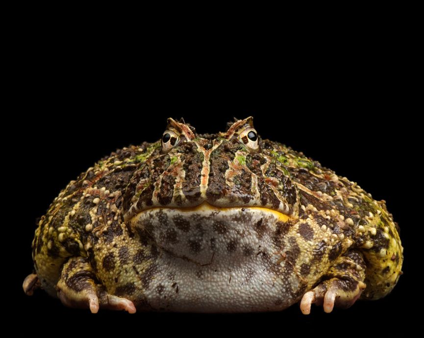 Pacman Frog (Ceratophrys cranwelli)