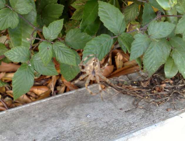 bush spider