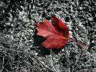Leaf