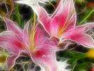 Pink flower