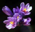 Lilac flower