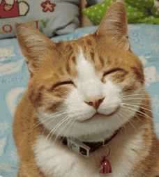 Sweet smi