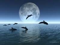 Whales n 