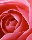 Rose 4 u