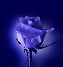 Blue rose