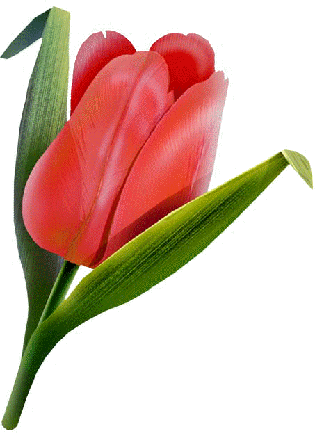 Red -tulip.gif