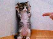 Funny kit
