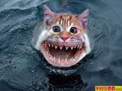 Catshark