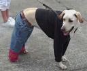 Funny dog