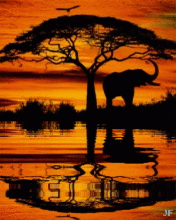 African