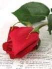 Bible and