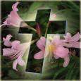 Cross3lil