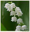 Lily of t