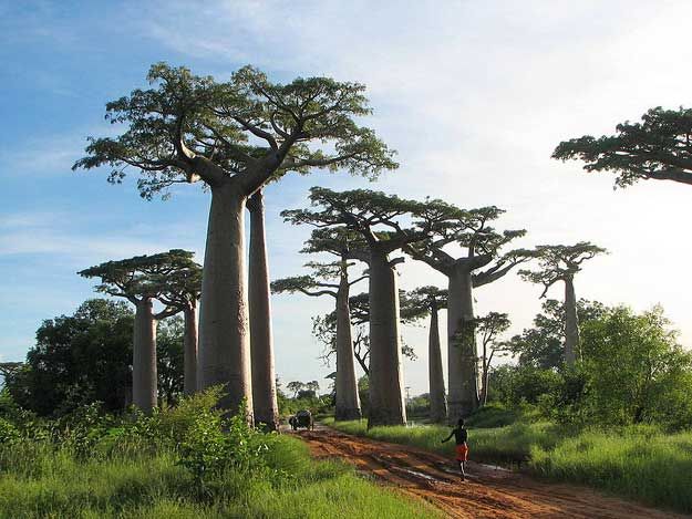 baobab magascar