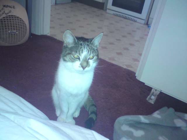 Daisy