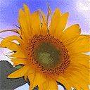 sun