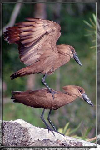 bird79