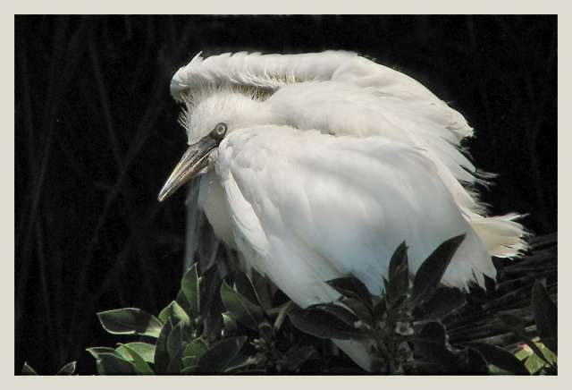 bird97