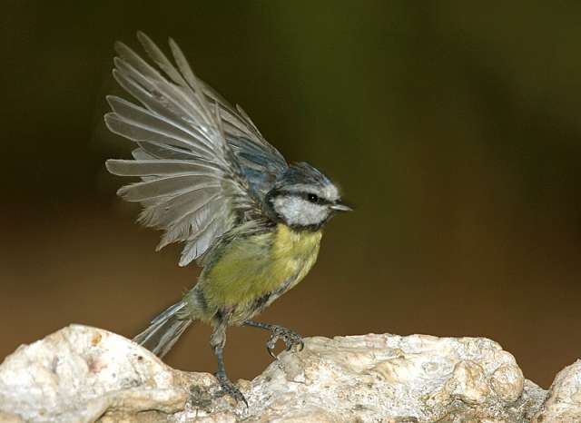 bird81