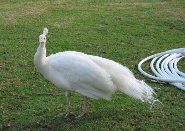 bird93