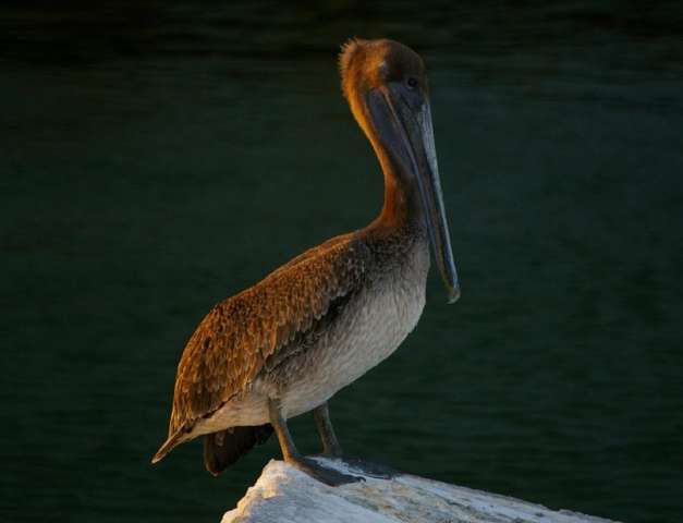bird91