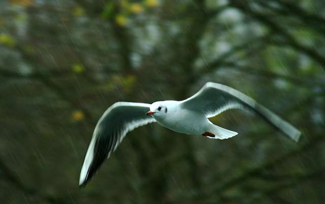 bird83