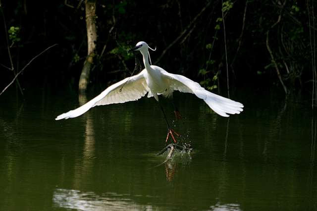 bird70