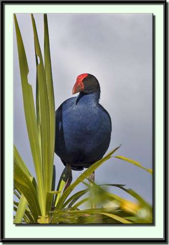 bird68