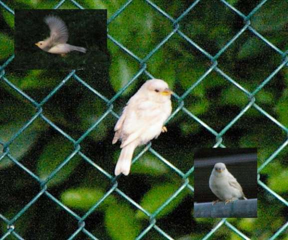 bird90