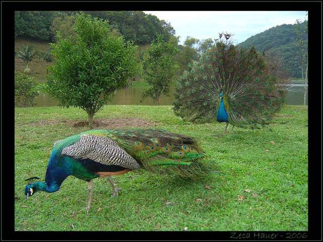 bird98
