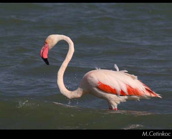 bird99