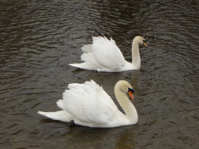 bird74