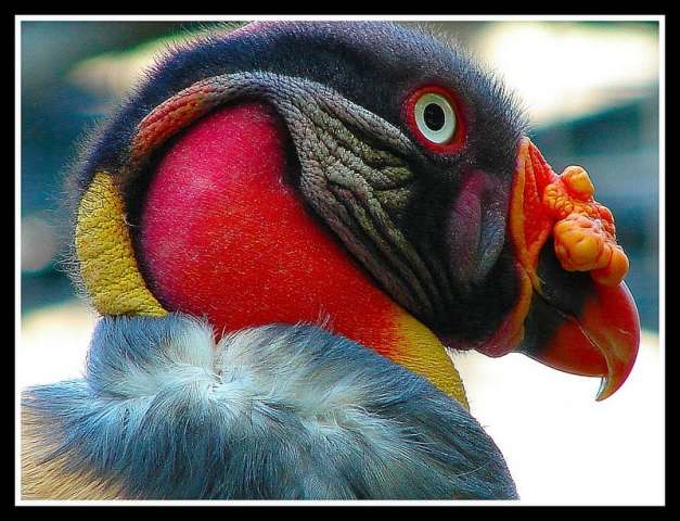 bird71