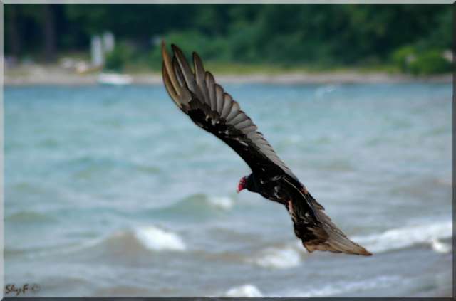 bird89
