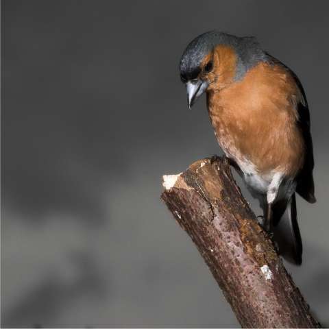 Male Chaffinch