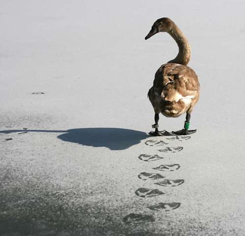 Foot prints